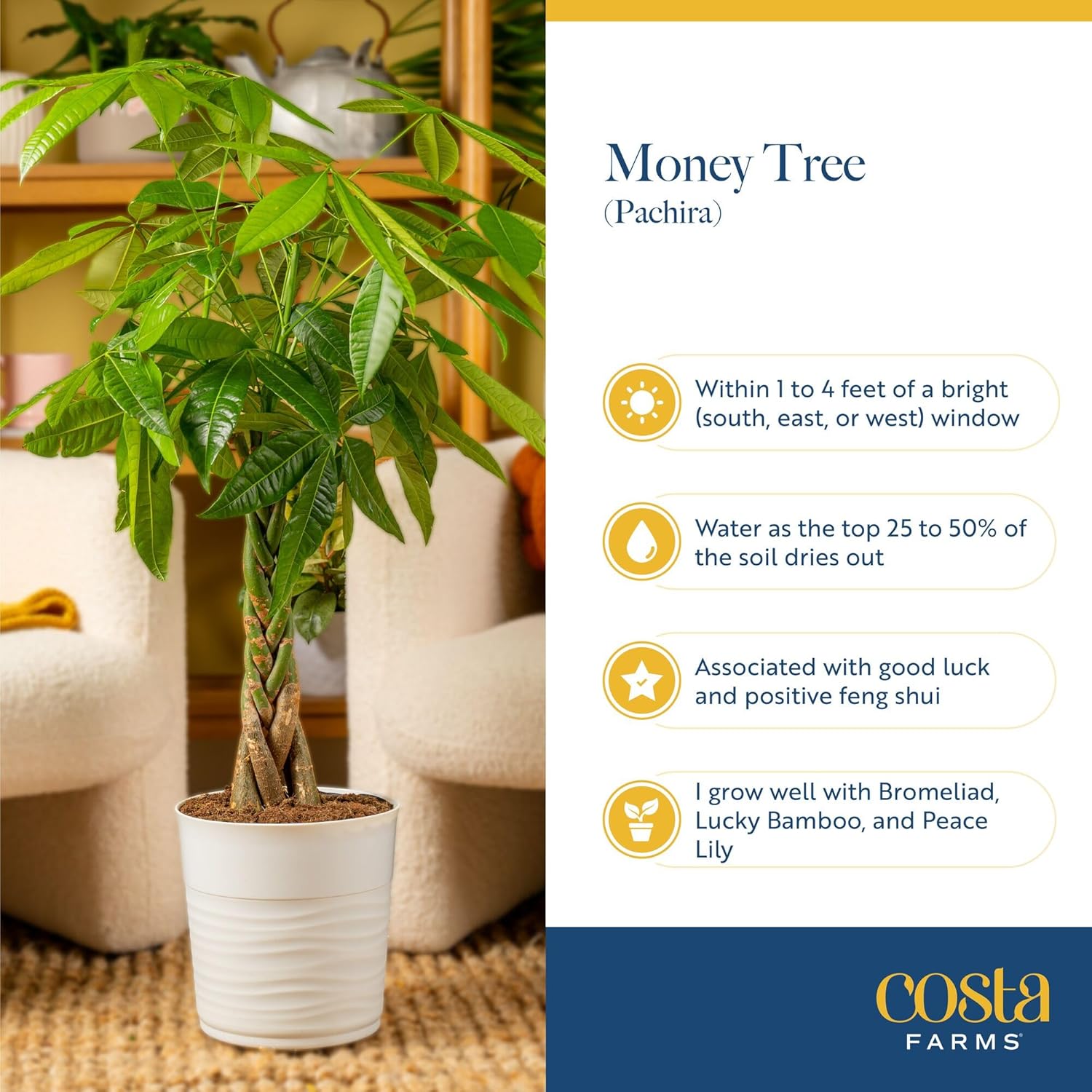 Costa Farms Money Tree Live Plant in Decorative Pot, Air Purifying, Large Indoor Houseplant, Perfect for Home, Room, or Office Decor, Great House Warming or Birthday Gift, 3-4 Feet Tall