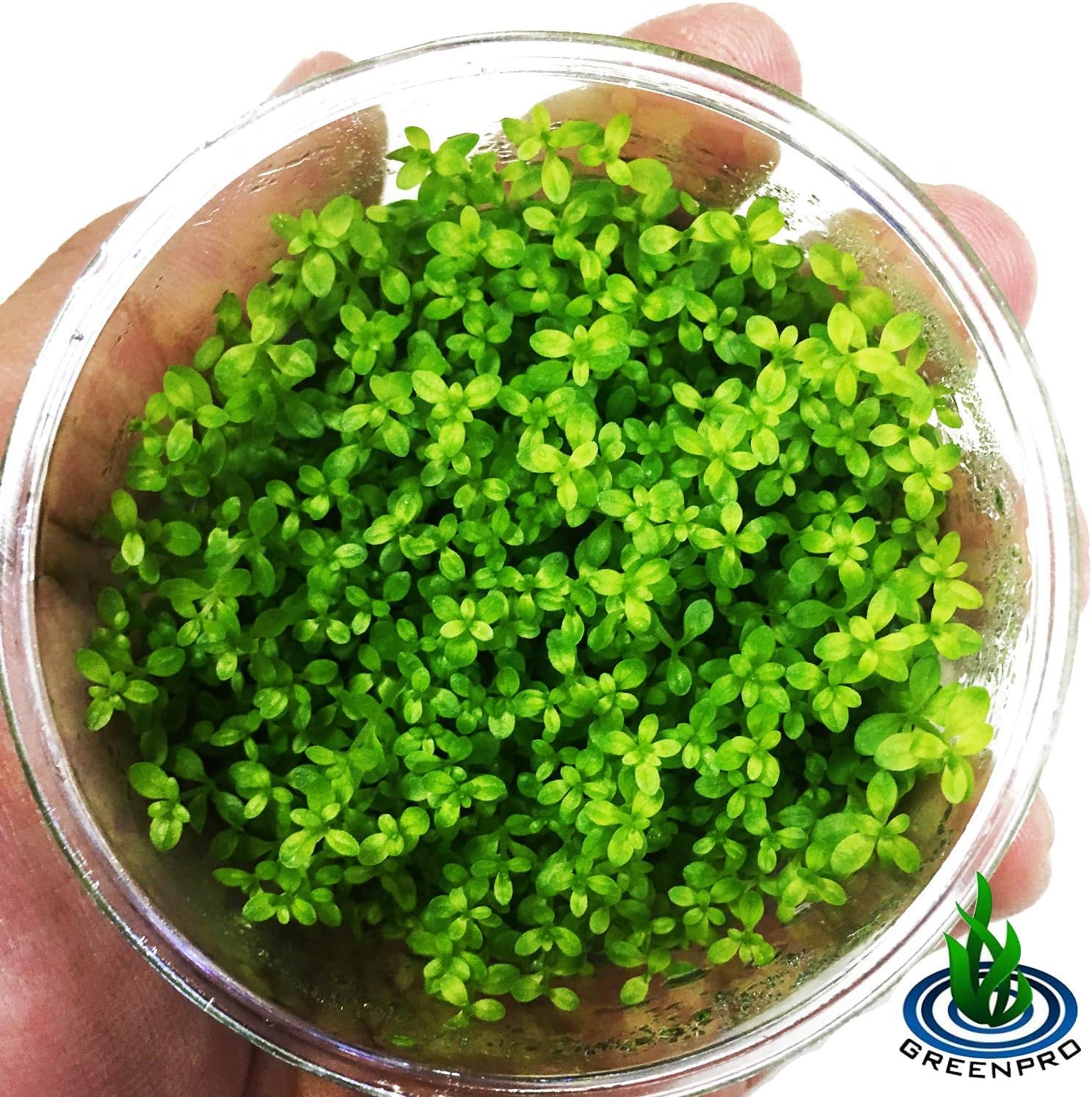 Greenpro Micranthemum Micranthemoides Pearlweed Tissue Culture Live Aquarium Plant