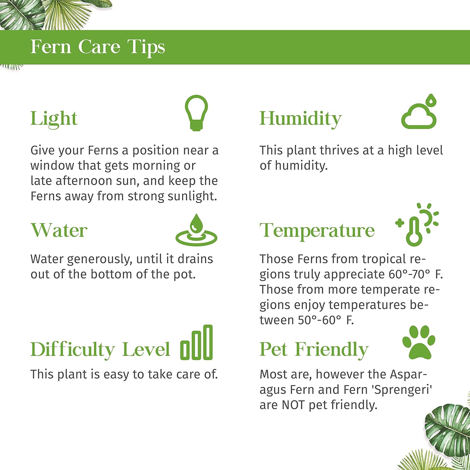 Mahogany Fern Live Plant for Indoor | Different Houseplants in 4'' & 6'' Pot | Real House Plant for Living Room, Office, Desk & Bathroom | Tree Maidenhair | Didymochlaena truncatula