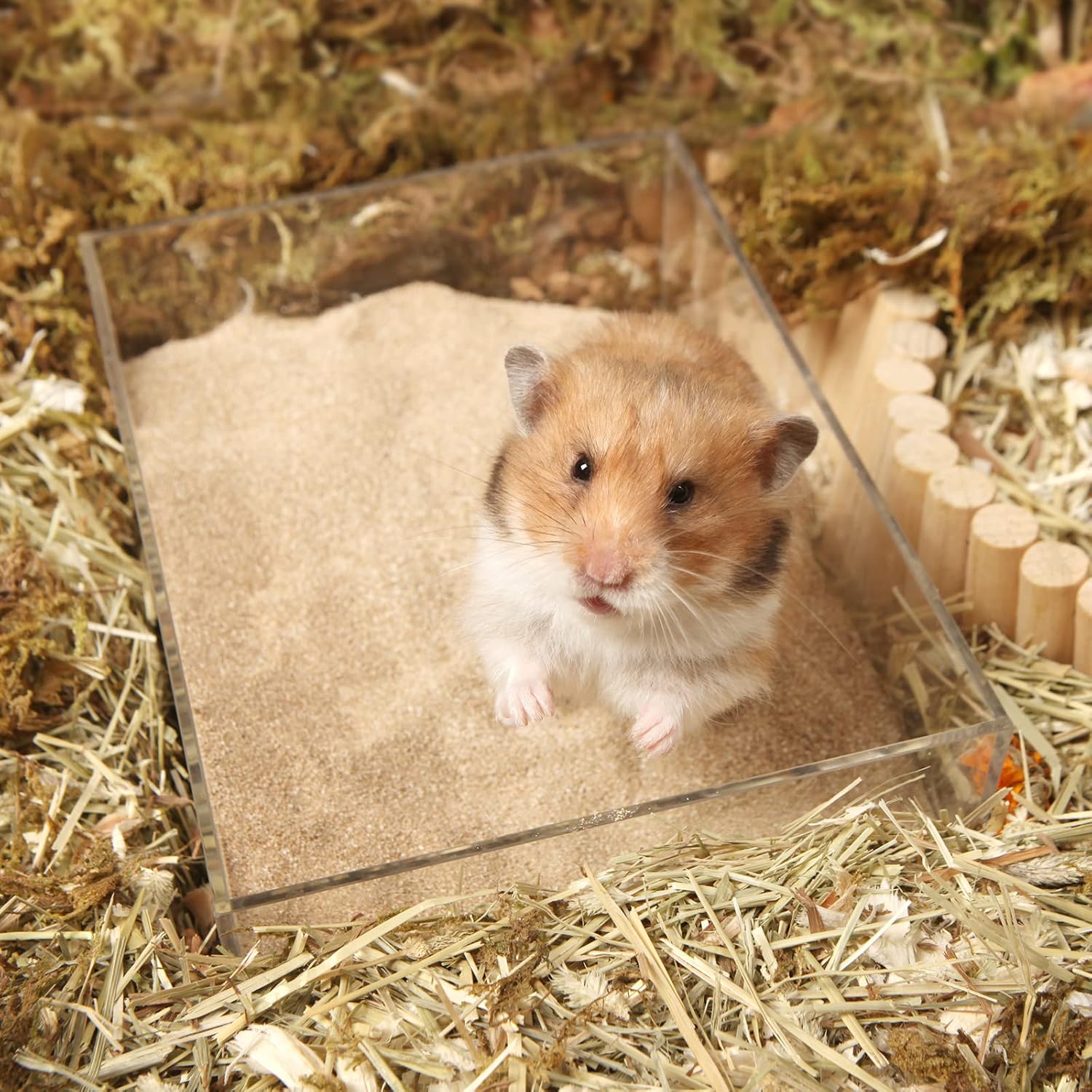 BUCATSTATE Hamster Bath Sand with Pour Spout, 6.6LB Desert Bath Sand | No-Dust Potty Litter Calcium-Free Sand for Hamster Chinchillas Gerbil Mice Degu or Other Small Pets (Fine Sand)