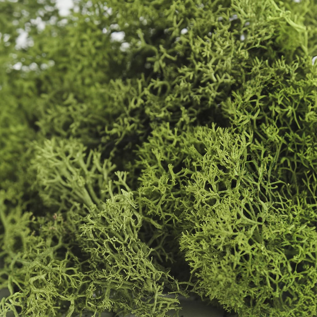 SuperMoss (25155) Reindeer Moss Preserved, Basil, 3 Pounds