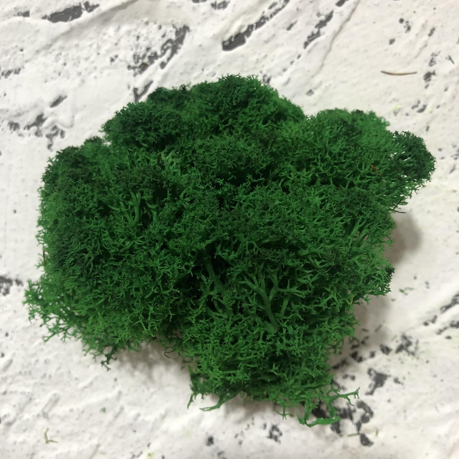 Preserved Reindeer Moss Natural Green DIY Kit Gardenning Art Wall Decor Florist Decor Easter Table Decor Wedding