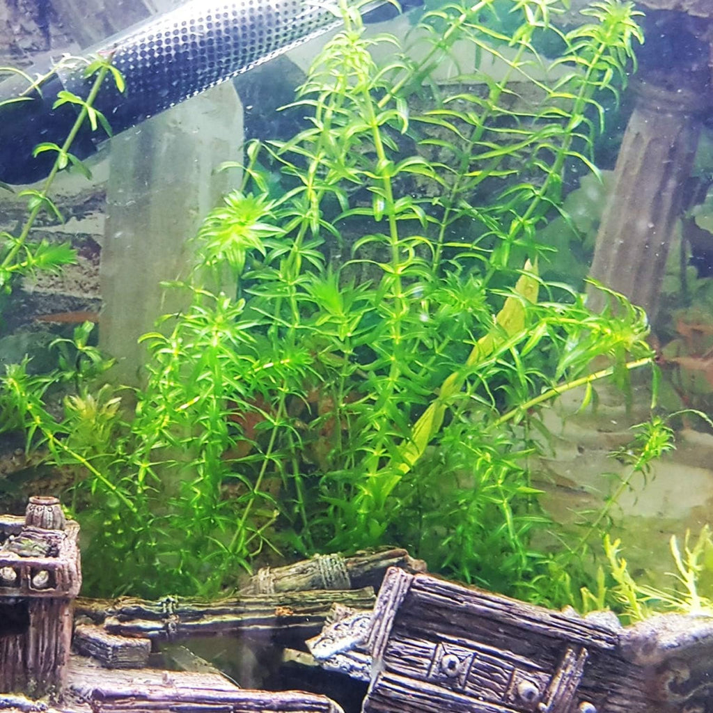 Anacharis | Elodea Densa Imported from Grower Live Aquarium Plant Stems Decorations BUY2GET1FREE