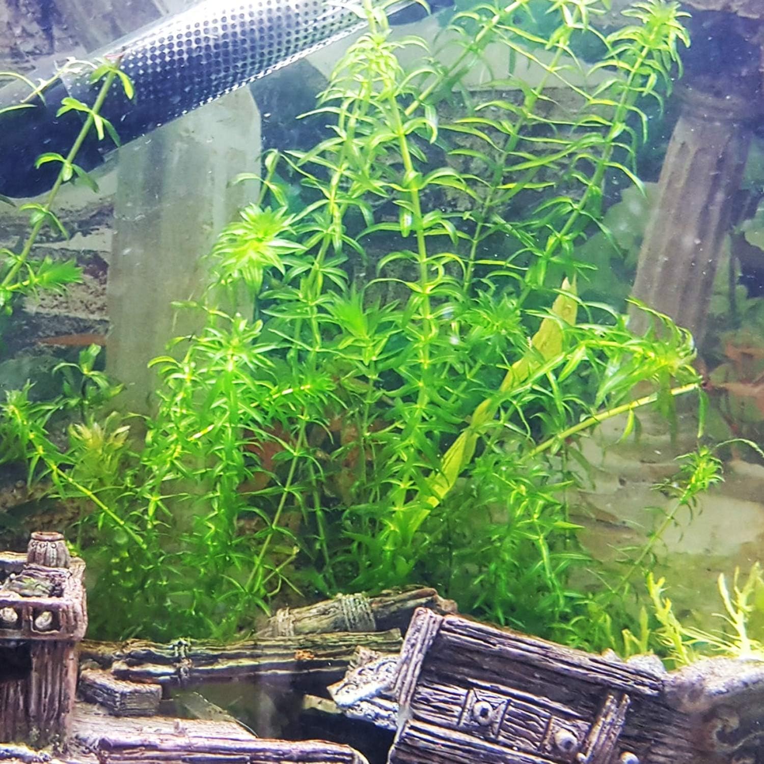Anacharis | Elodea Densa Imported from Grower Live Aquarium Plant Stems Decorations BUY2GET1FREE