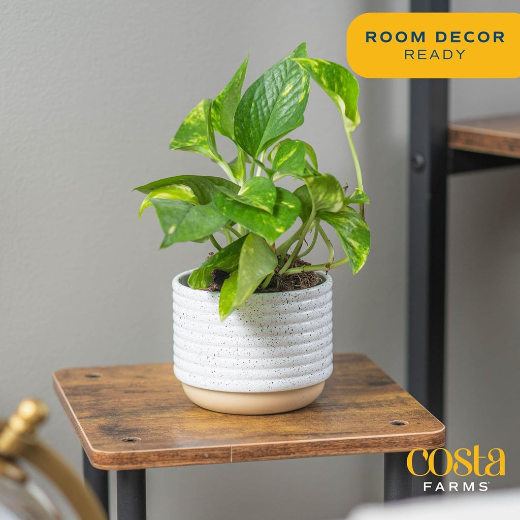 Costa Farms Pothos Live Plants, Devil's Ivy in Plastic Pots, Easy to Maintain, Air Purifying Indoor Houseplants, Home, Room, or Office Decor, House Warming Gift, 8-12 Inches Tall, Pack of 4