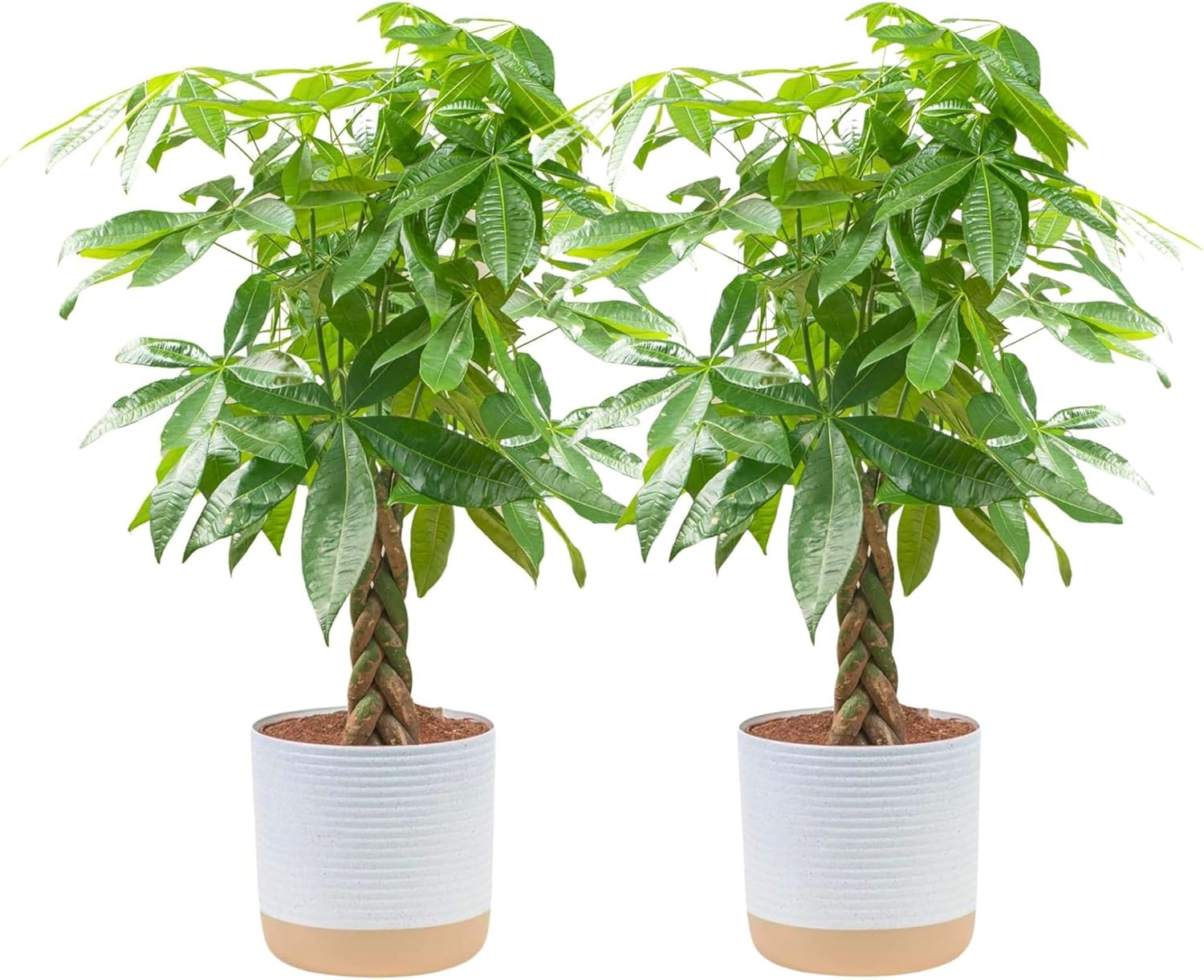 Costa Farms Money Tree Live Plants, Pack of 2 | Easy to Grow Indoor Houseplants in 10-Inch Plant Pots | 3-4 Feet Tall Bonsai | Home, Office, or Room Decor | Birthday, Housewarming Gift