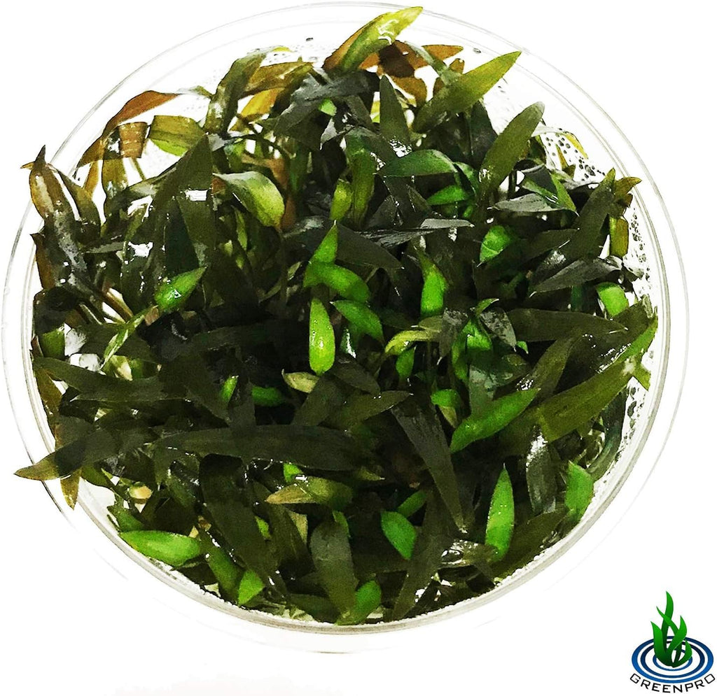 Cryptocoryne Mioya Freshwater Live Aquarium Plant in Tissue Culture Cup for Aquatic Fish Tank Decoration
