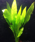 Amazon Sword Plant Echinodorus Bleheri Tall Bunch Live Aquarium Plants Freshwater Planted Tank Decorations by Mainam