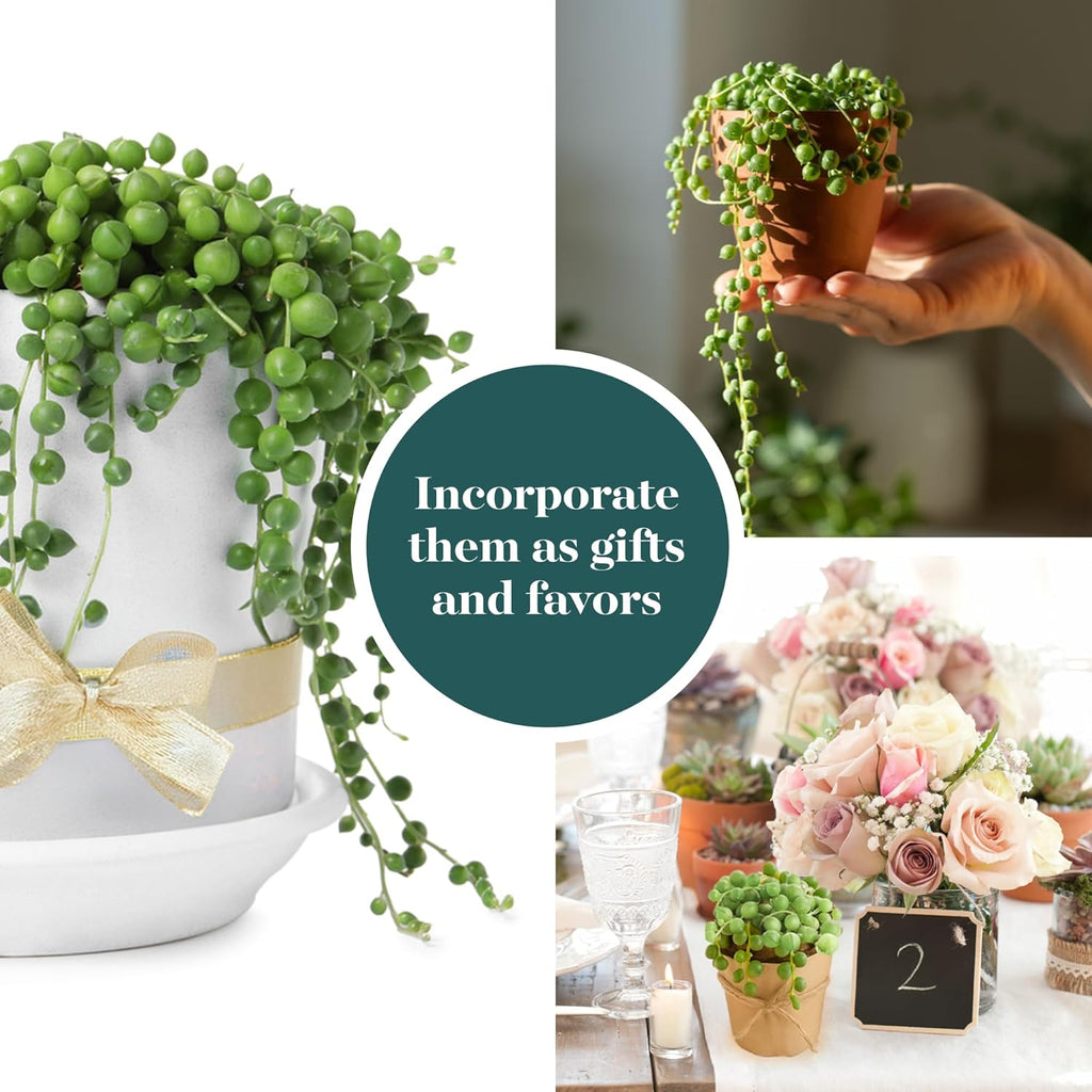 Shop Succulents String of Pearls Succulent Plant 2" Grow Pot Pack of 256