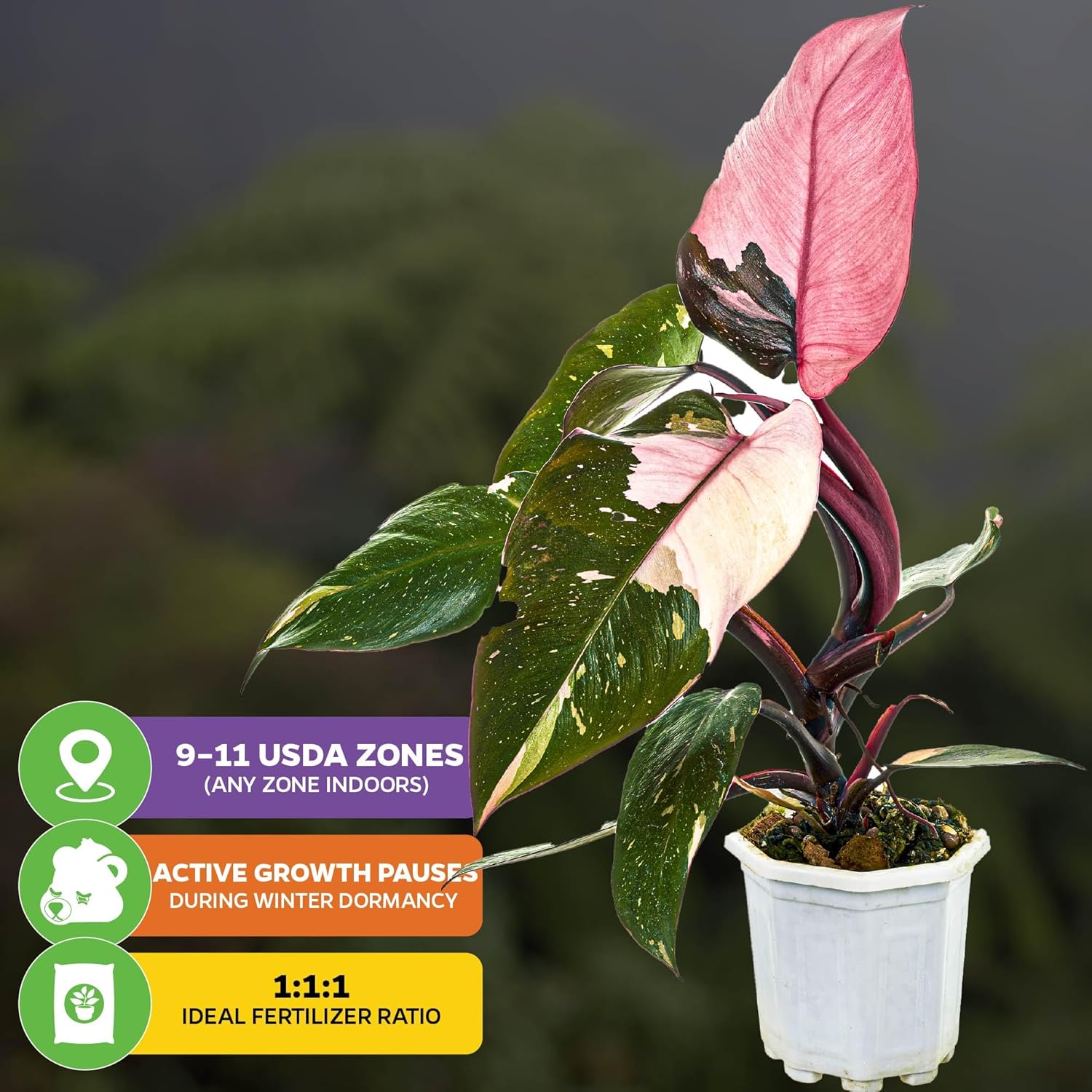 Marble Galaxy Philodendron - Philodendron erubescens by Wellspring Gardens - Variegated Starter Plant - Rare House Plants - Heart-Shaped Pink Plant for Indoor/Outdoor Use (2-Pack)