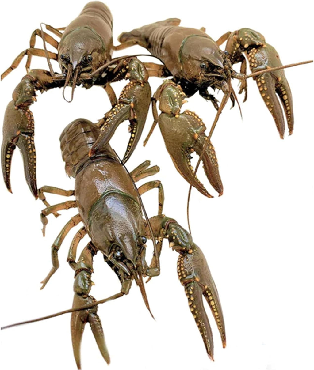 Toledo Goldfish Crayfish: Live Crawdads Perfect for Stocking Ponds or Aquariums - 5 Count
