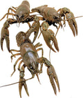 Toledo Goldfish Crayfish: Live Crawdads Perfect for Stocking Ponds or Aquariums - 75 Count