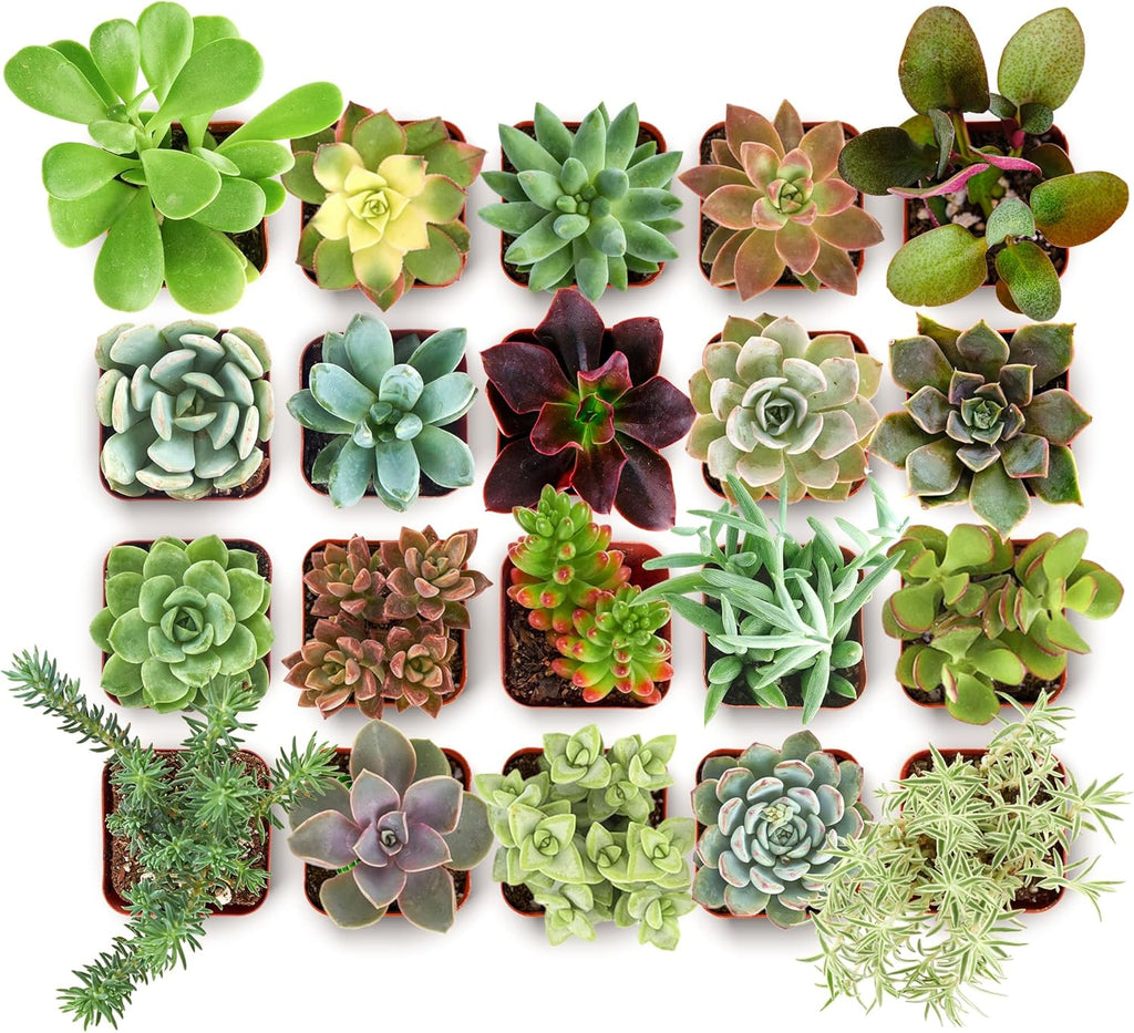 Shop Succulents Collectors Succulent Plant Pack Collection - Live Mini Succulent Plants, Low Maintenance, Colors & Textures - Wedding and Party Favors, Gift & Garden, Pack of 100