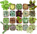Shop Succulents Collectors Succulent Plant Pack Collection - Live Mini Succulent Plants, Low Maintenance, Colors & Textures - Wedding and Party Favors, Gift & Garden, Pack of 64