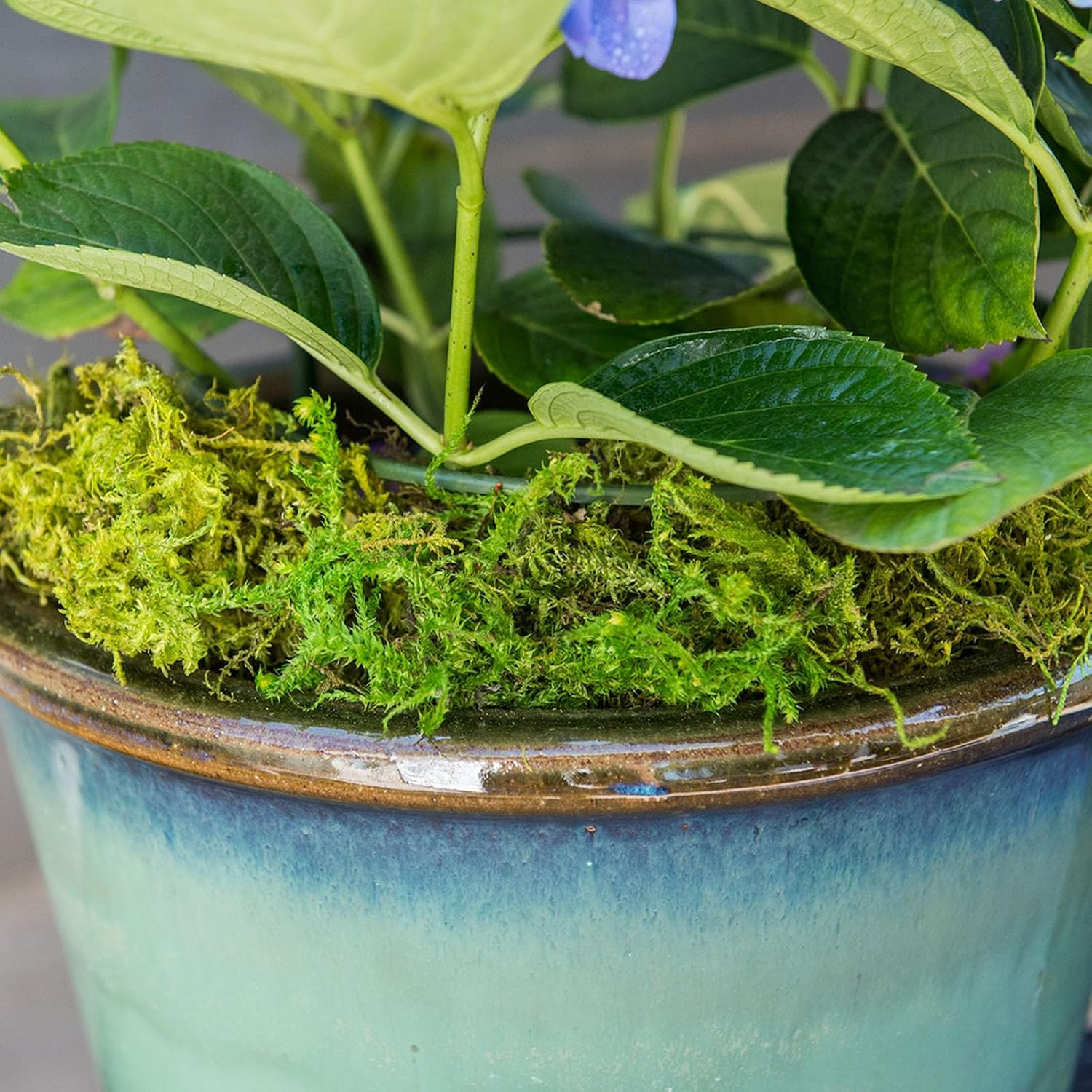 SuperMoss Forest Moss Preserved Lasting Decorative Long Fibers for Potted Plants and Crafts, Fresh Green