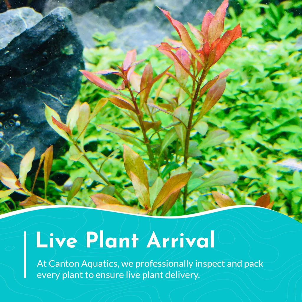 Ludwigia Repens Super Red Mini - Live Aquarium Plants - Easy Care Stem Plant for Fish Shrimp, & Planted Aquariums - Ideal Background, Midground Plant with Stunning Color - 3 Pack