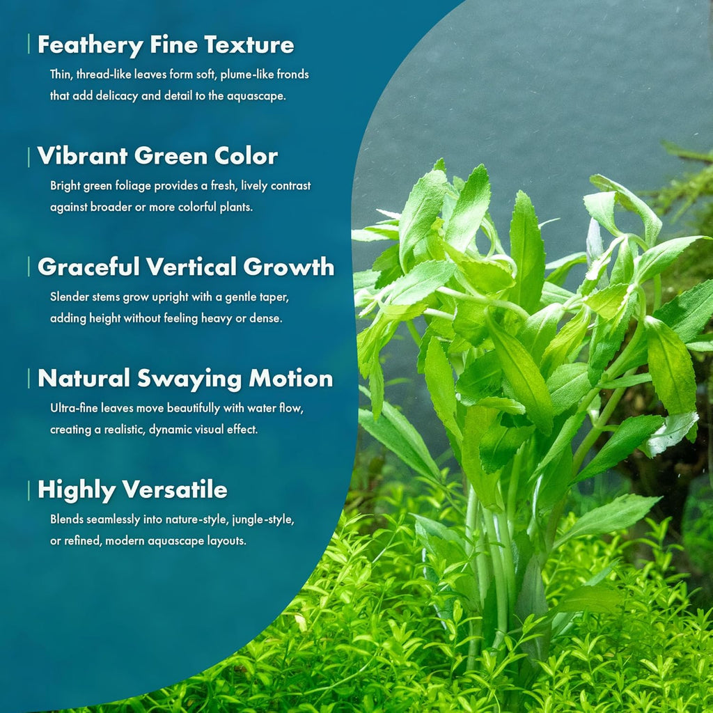SubstrateSource Live Aquarium Stem Plants - Freshwater Aquatic Plant for Fish Tanks, Aquascaping - (Limnophila Belem, 4 Bunches)