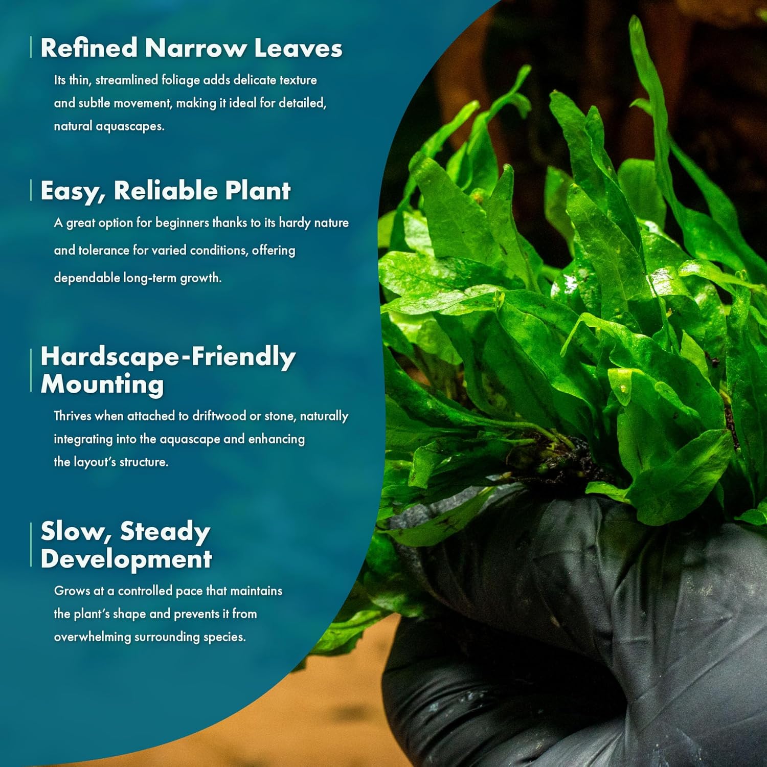 SubstrateSource Java Fern Live Aquarium Plants - Potted Freshwater Plant for Fish Tanks - Beginner Friendly, Low Light (Narrow Mini, 1 Pot)