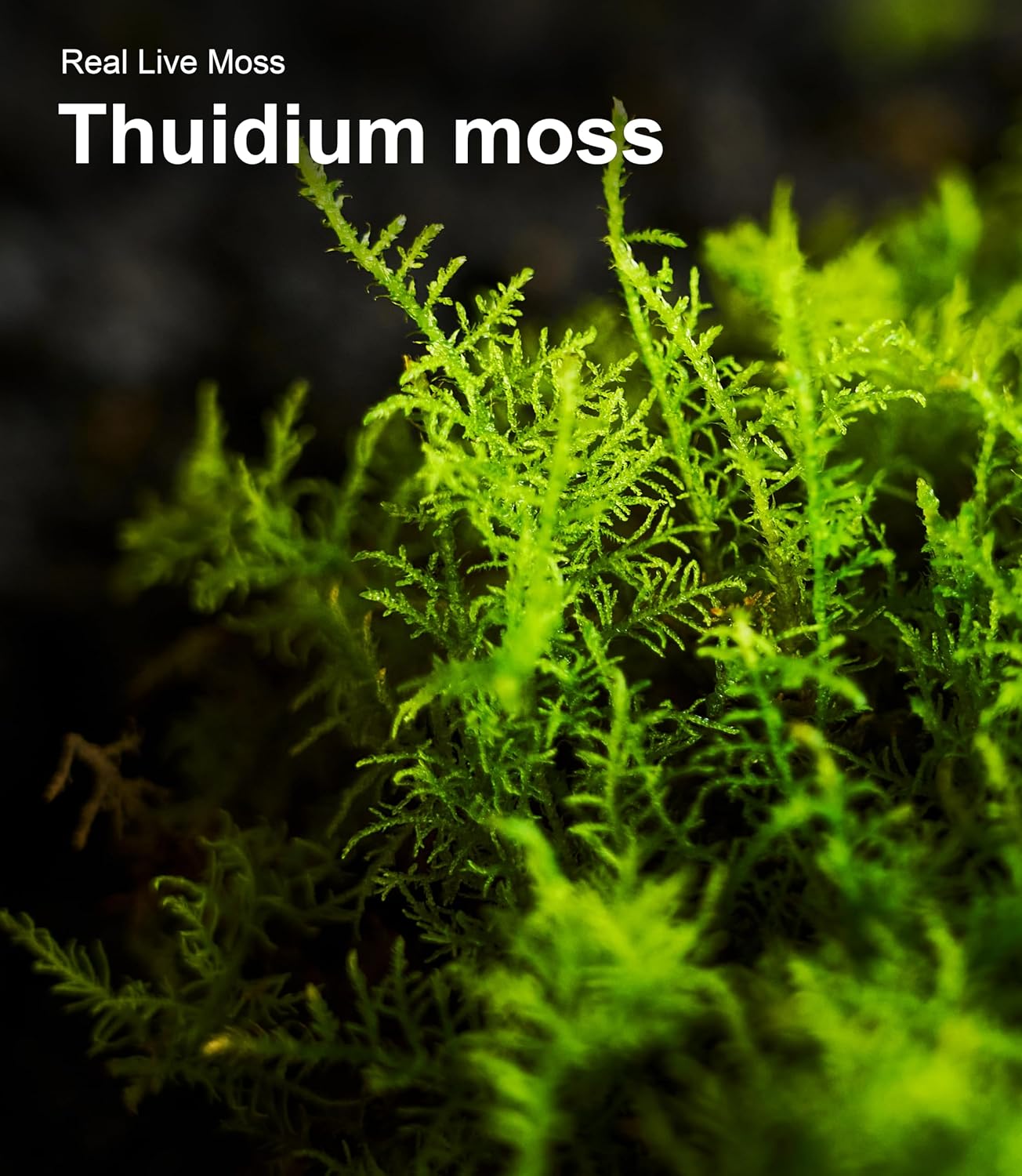 Live Moss – Thuidium Moss (3 Sheets, Each Approx. 3.5"x7") for Terrariums, Bonsai, Plant Decor & Natural Crafts – Naturally Grown, Reusable, Not Artificial