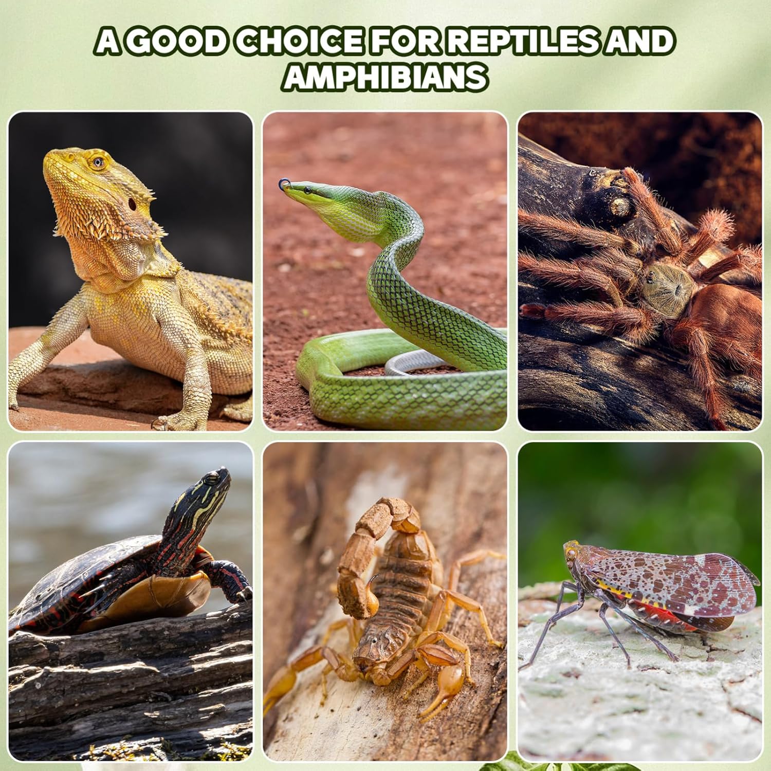 Cork Bark for Reptiles, 14Pcs Tree Bark Climbing Platform Reptile Hide Wood Natural Habitat Hiding Accessories for Gecko Bearded Dragons Lizards Turtles Terrarium