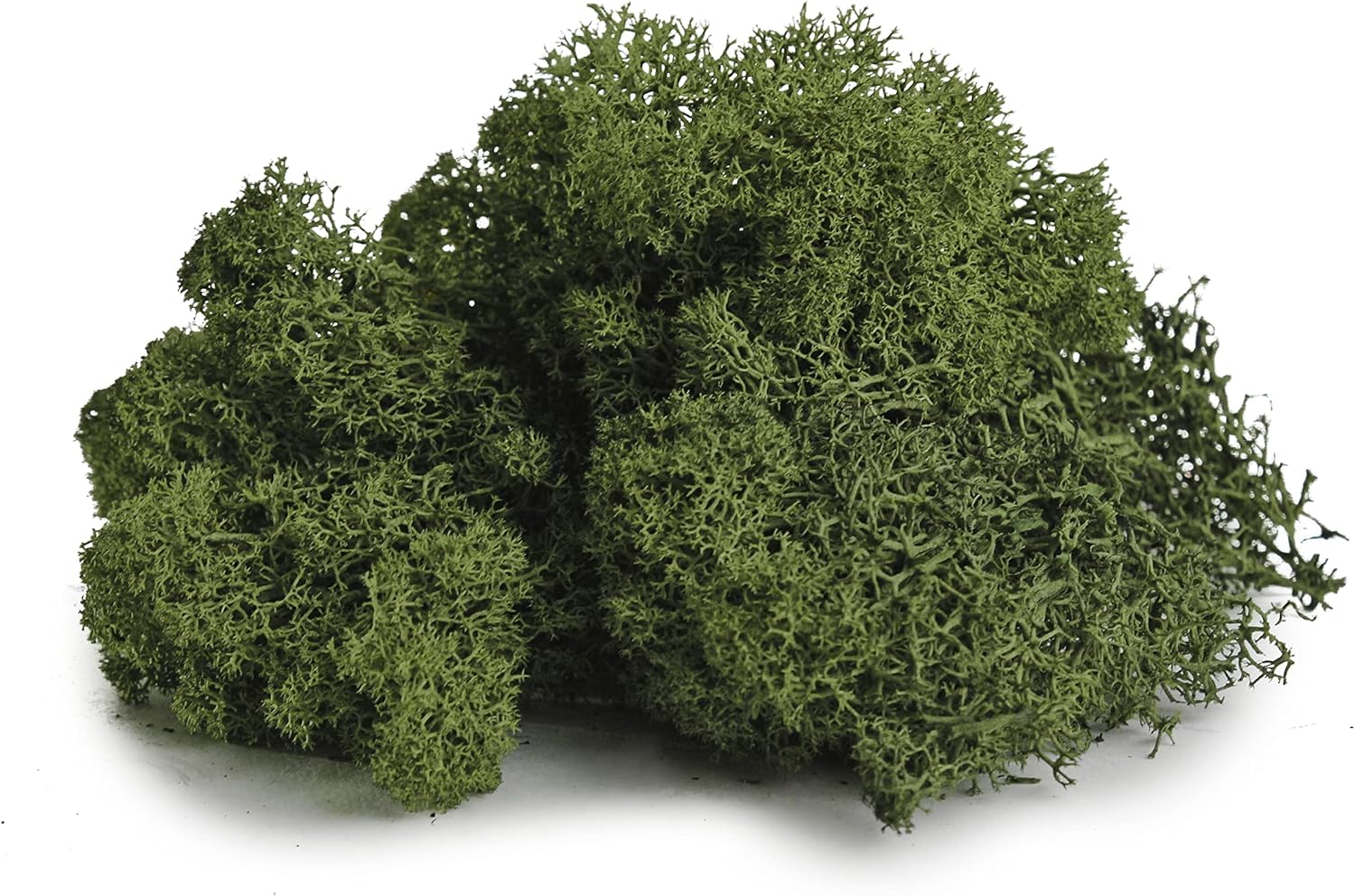 Super Moss (21710) Reindeer Moss Preserved, Forest Green, 3lbs