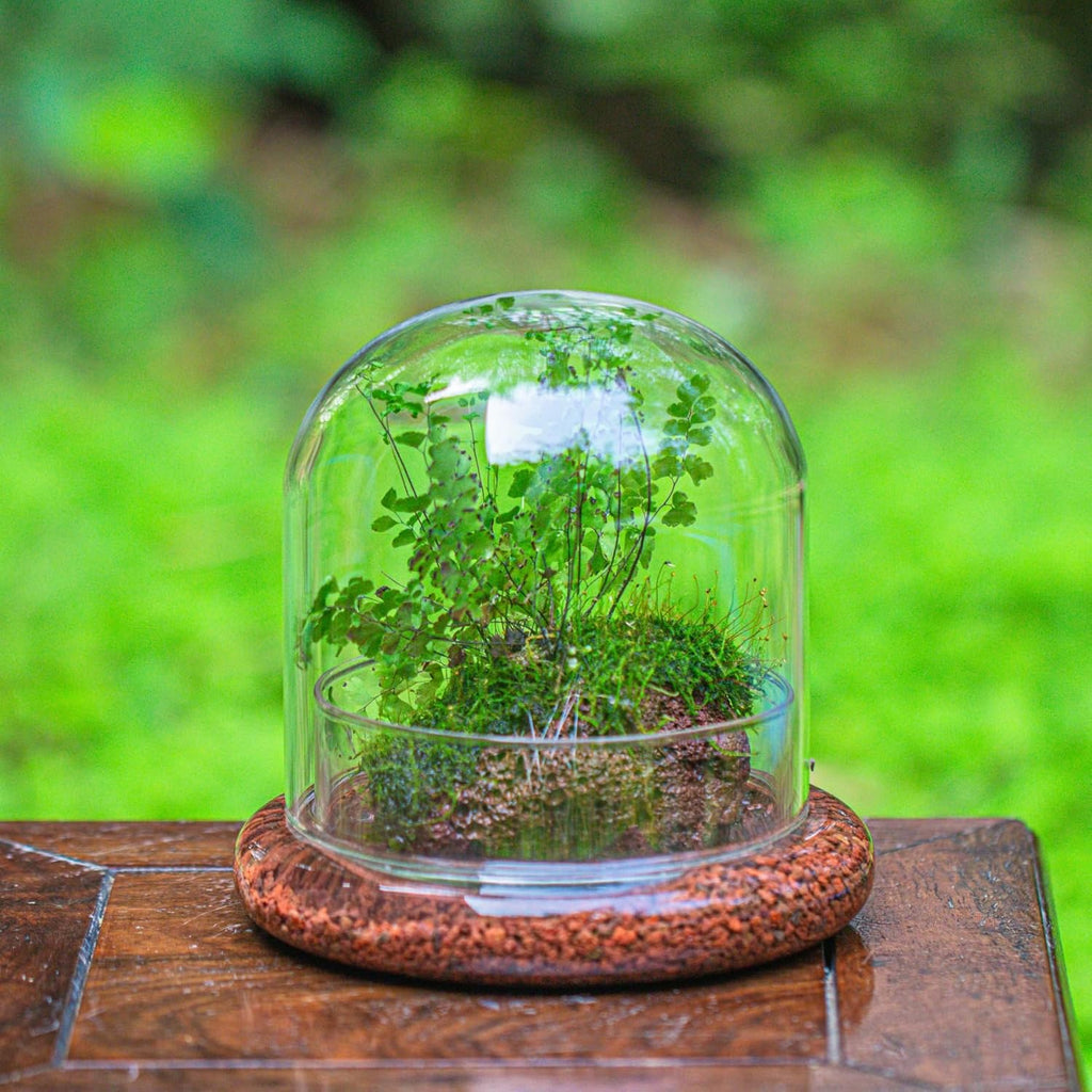 Small Glass Dome with Base - 5.9 x 5.9 x 5.7 Inch - Clear Glass Cloche Bell Jar - Home Tabletop Display Terrarium, Indoor Decorative (No Plants Included)