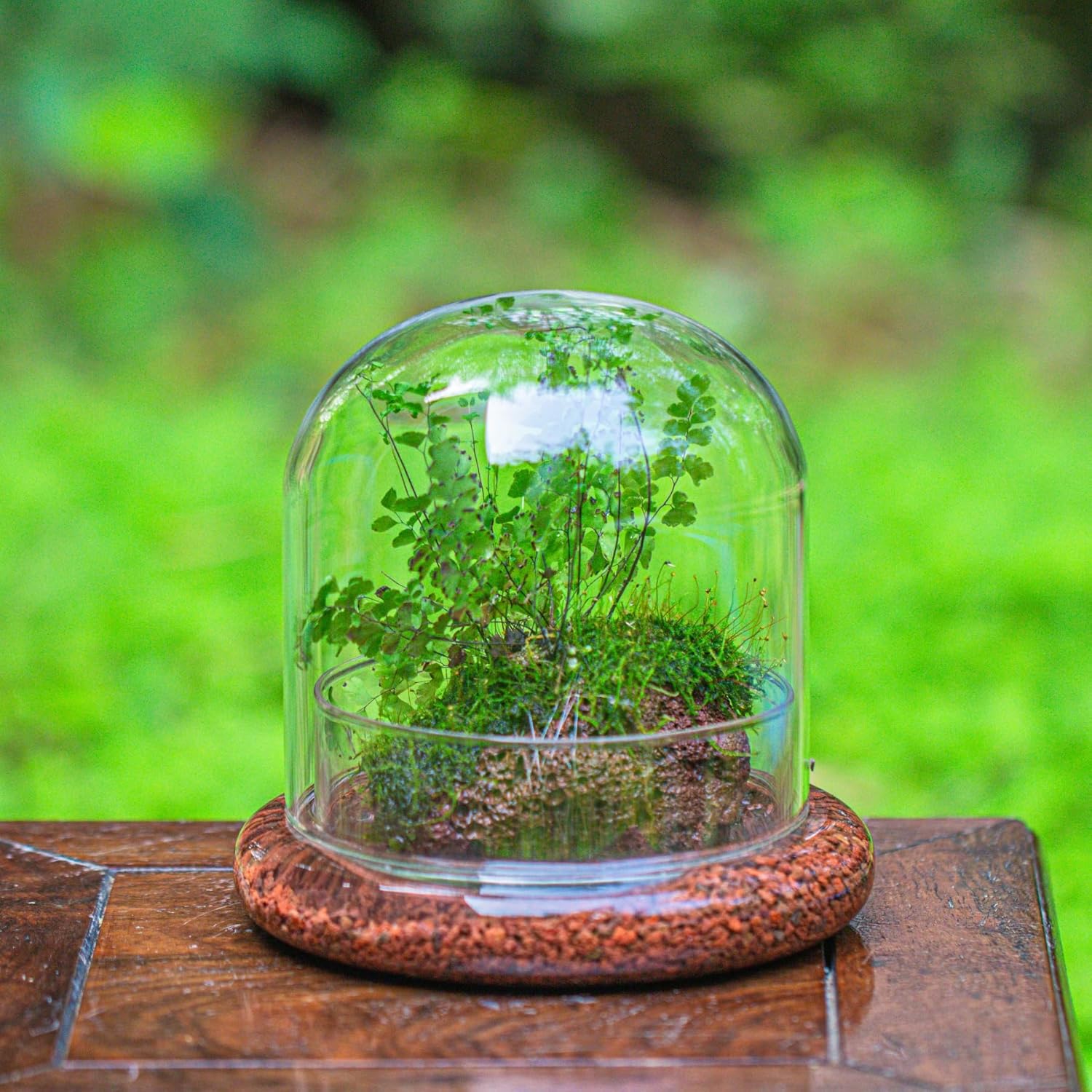 Small Glass Dome with Base - 5.9 x 5.9 x 5.7 Inch - Clear Glass Cloche Bell Jar - Home Tabletop Display Terrarium, Indoor Decorative (No Plants Included)