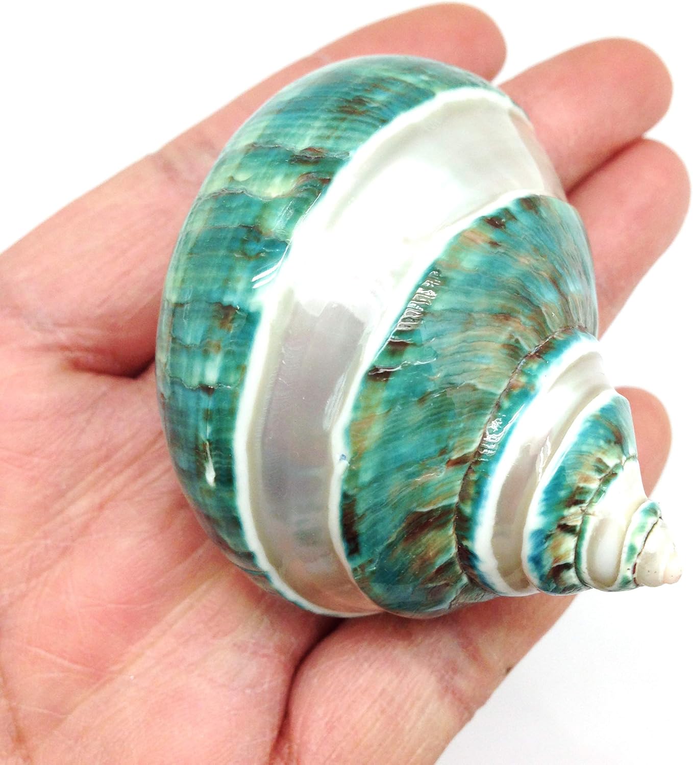 PEPPERLONELY 2 PC Natural Large Hermit Crab Shells, Banded Green Blue Gade Turbo, 2-1/2 Inch ~ 3 Inch