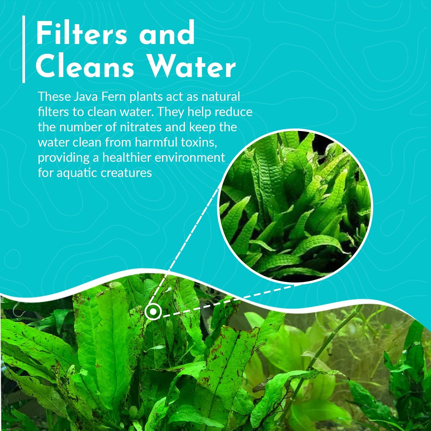 Live Java Fern Microsorum Pteropus on Mat Plant - Great for Modern Aquariums - Provides Shelter to Baby Fish - Fast Growth, Long Lasting & Easy to Care Aquatic Plants - Full Mat,Green