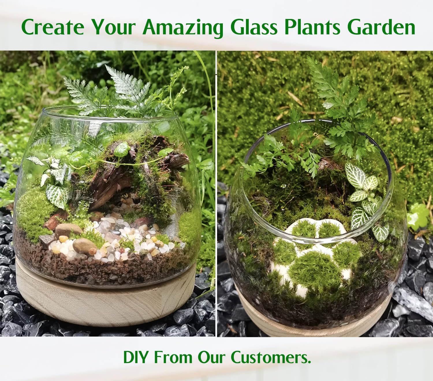 6 Inch Plant Glass Terrarium with Removable Wooden Base for Succulents Glass Bowl for Air Plant Cactus Moss (Plants not Included)