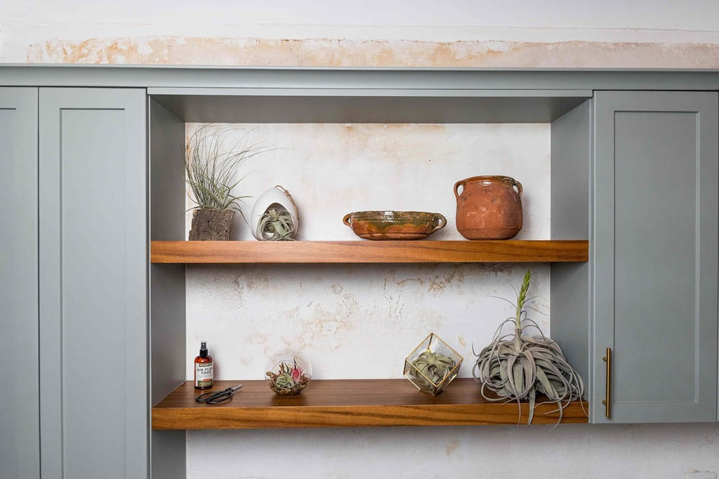 Air Plant Shop 5 Pack Natural Cork Bark Planters - Wholesale and Bulk - Succulents - Live Tillandsia - Easy Care Indoor and Outdoor House Plants