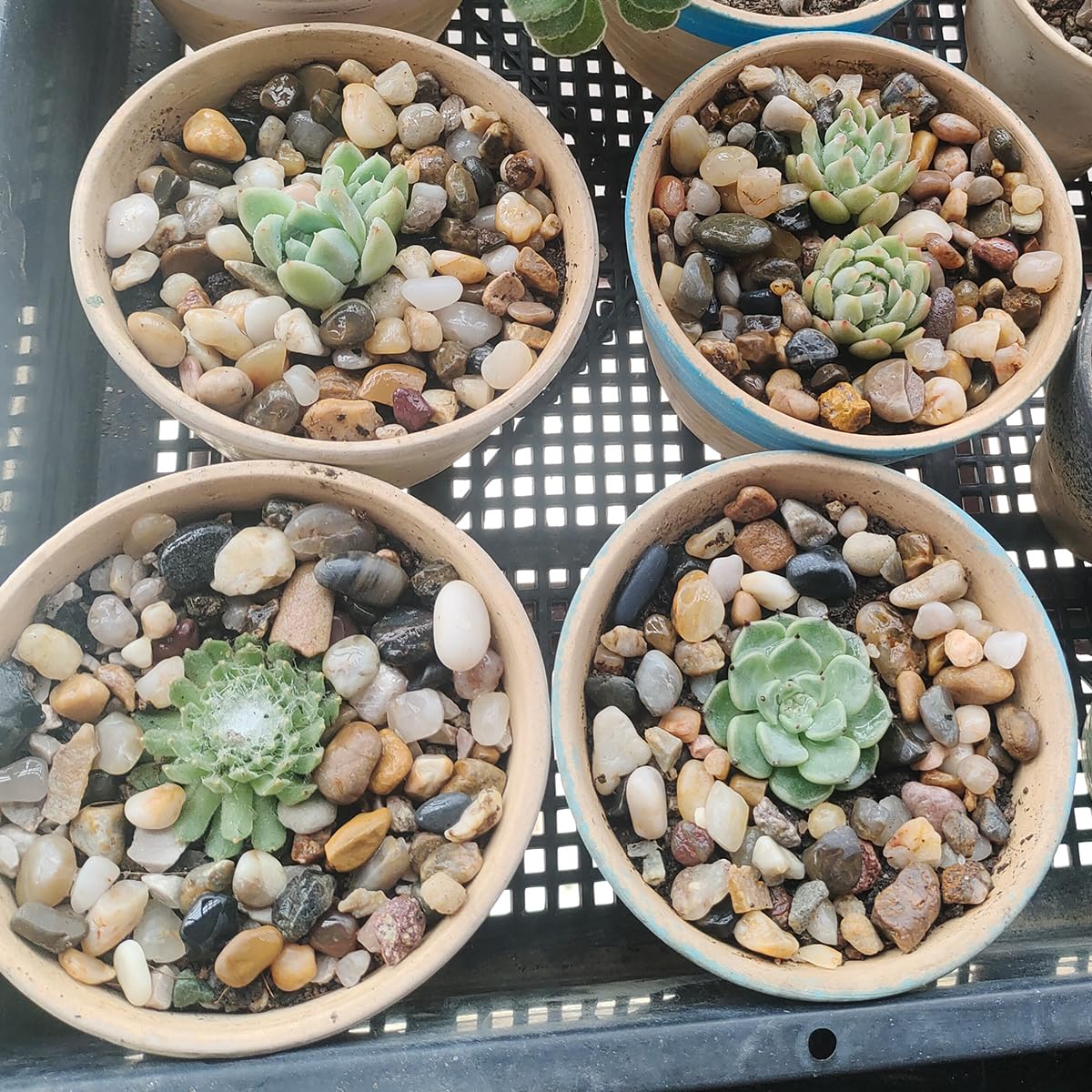 40LB Decorative River Rocks Gravel - 2/5" Mixed Color Gravel for Vase Filling, Flower Pot Paving. Gravel for Garden Decoration,Landscaping,Aquarium Aquascape Gravel, Fish Tanks Gravel(8-12MM)