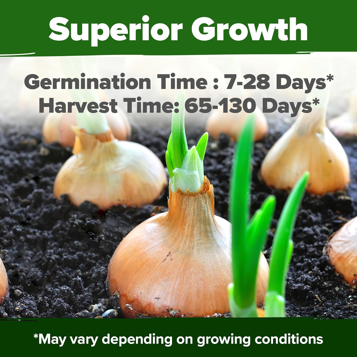 HOME GROWN 8 Onion Seeds for Planting – 1,600 Heirloom Vegetable Seeds – Grow Sweet, Yellow, Red, Spanish, Green & Vidalia Onions in Outdoor or Indoor Home Garden