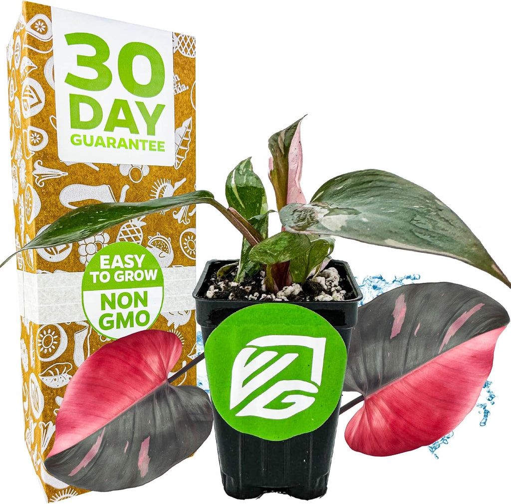 Pink Princess Philodendron - Philodendron erubescens - Wellspring Gardens - Rare Starter Plants - Heart-Shaped Pink for Indoor/Outdoor Planting
