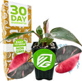 Pink Princess Philodendron - Philodendron erubescens - Wellspring Gardens - Rare Starter Plants - Heart-Shaped Pink for Indoor/Outdoor Planting