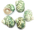 PEPPERLONELY 5 PC Natural Hermit Crab Shells, Polished Green Turbo Sea Shells, 1-3/4 Inch ~ 2-1/4 Inch