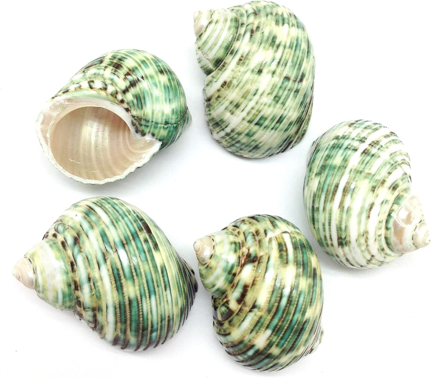 PEPPERLONELY 5 PC Natural Hermit Crab Shells, Polished Green Turbo Sea Shells, 1-3/4 Inch ~ 2-1/4 Inch