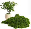 5.3OZ Fake Green Moss – Ultra-Realistic Artificial Preserved Moss. Perfect for crafts, DIY decor, potted mulching, fairy gardens, weddings & table centerpieces. Lifelike, no maintenance. (DARK GREEN)