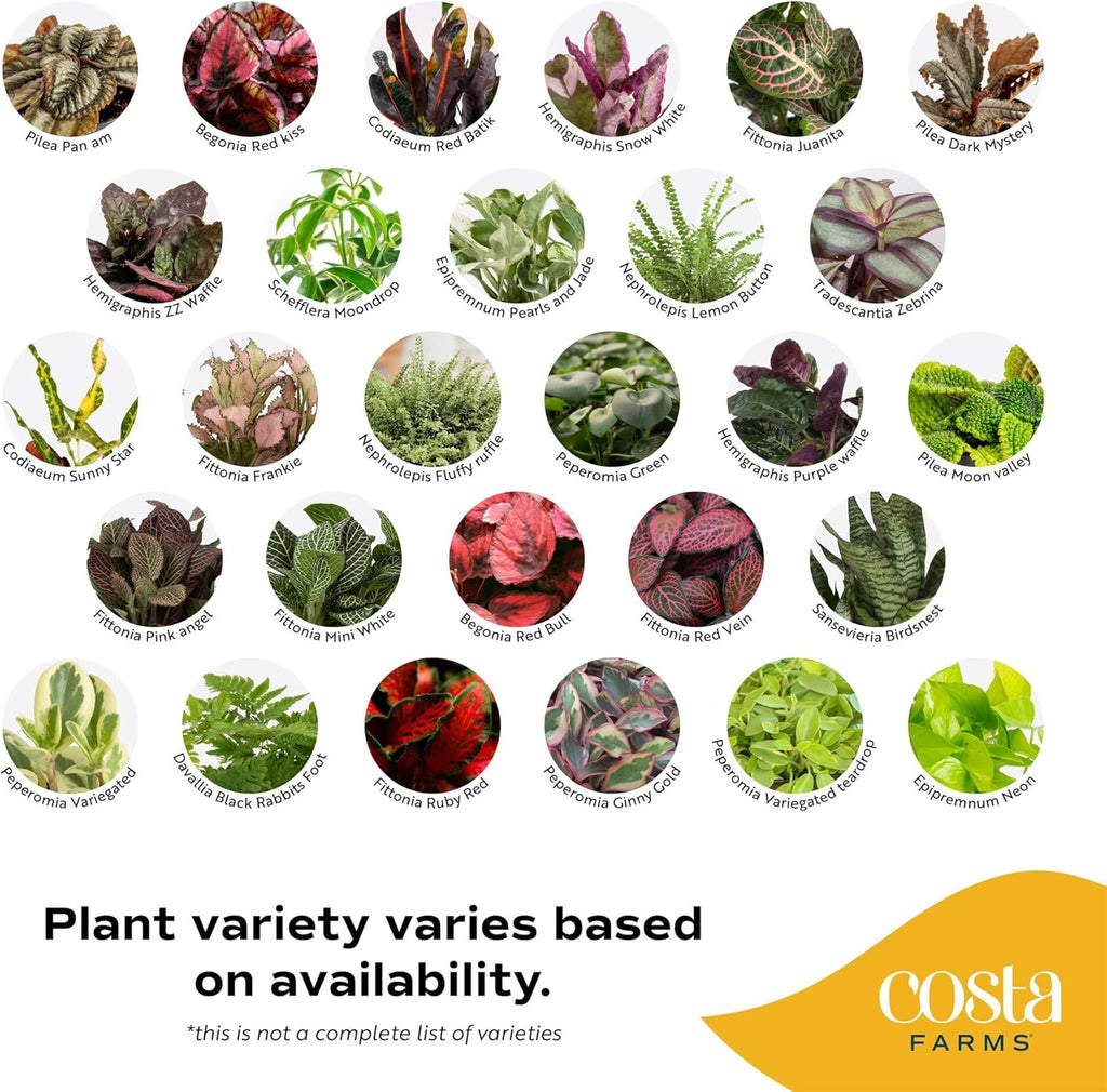Costa Farms Live Plants (Pack of 20), Easy to Grow Live Indoor Houseplants in 2.5-Inch Plant Pots, Hand-Selected Varieties, Home and Room Decor