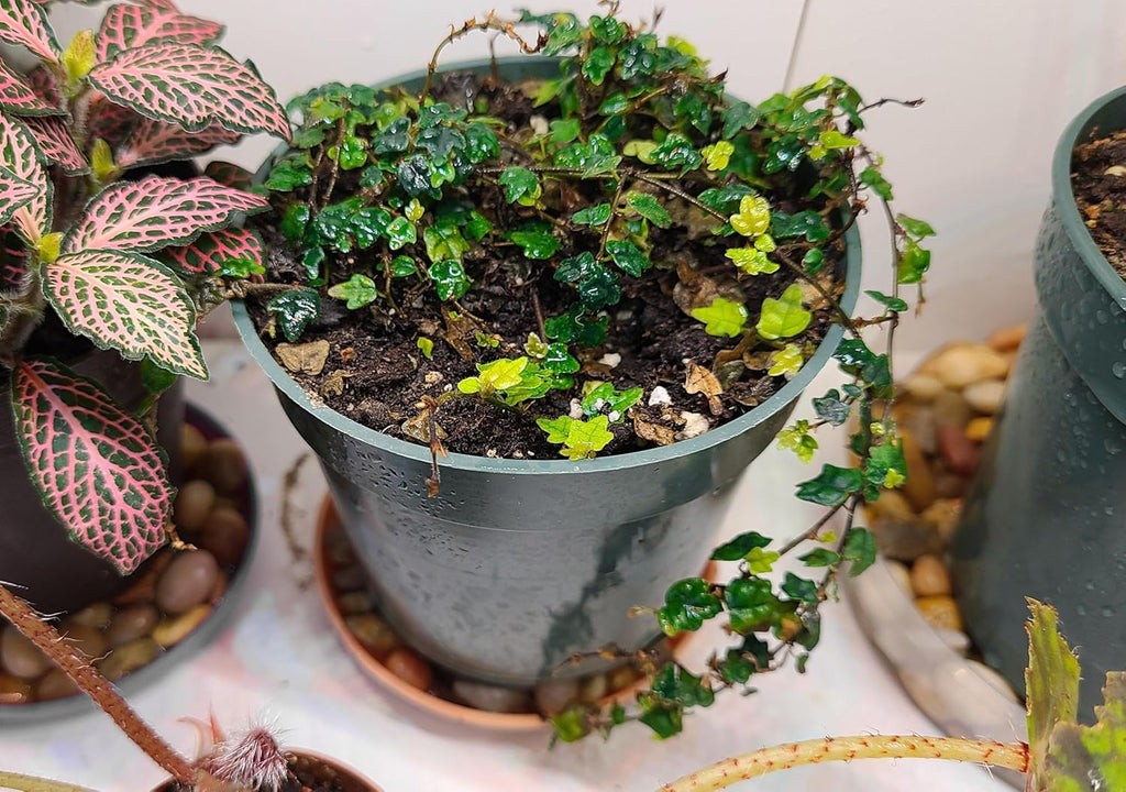 Ficus Pumila Quercifolia | 20 Live Plants | Oak Leaf Creeping Fig, Easy-Care Indoor/Outdoor Trailing Vine Plant, Perfect for Walls and Ground Cover