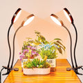 Brightown Full Spectrum 2-Head LED Grow Light with Gooseneck Clip, 3 Colors, Dimmable & Auto On/Off Timer (4/8/12 Hrs) for Indoor Pot Houseplants & Succulent Growing on Desk or House, 2 Pack