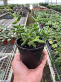 Delosperma echinatum Pickle Plant Live Plant for Indoor | Different Houseplants in 4'' & 6'' Pot | Real House Plant Decor for Living Room, Office, Desk & Bathroom | Pickle Plant