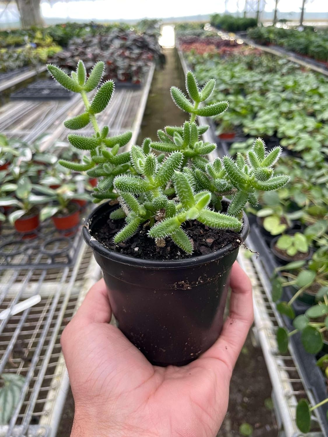 Delosperma echinatum Pickle Plant Live Plant for Indoor | Different Houseplants in 4'' & 6'' Pot | Real House Plant Decor for Living Room, Office, Desk & Bathroom | Pickle Plant