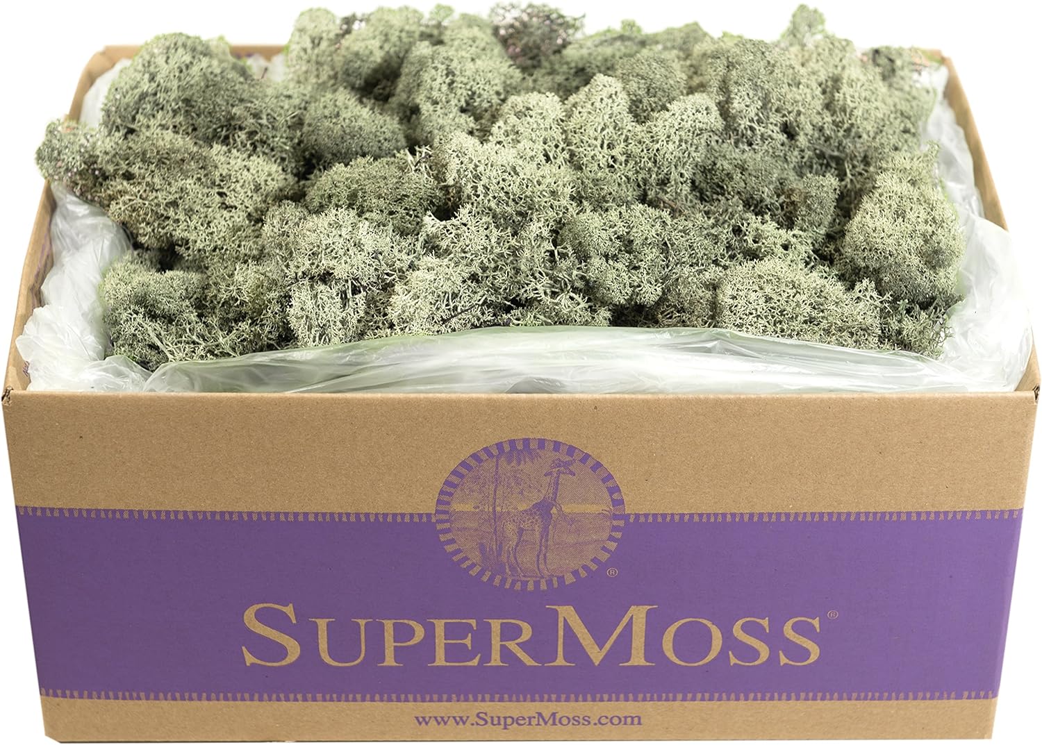 SuperMoss (25115) Reindeer Moss Preserved, Moss Green, 3lbs