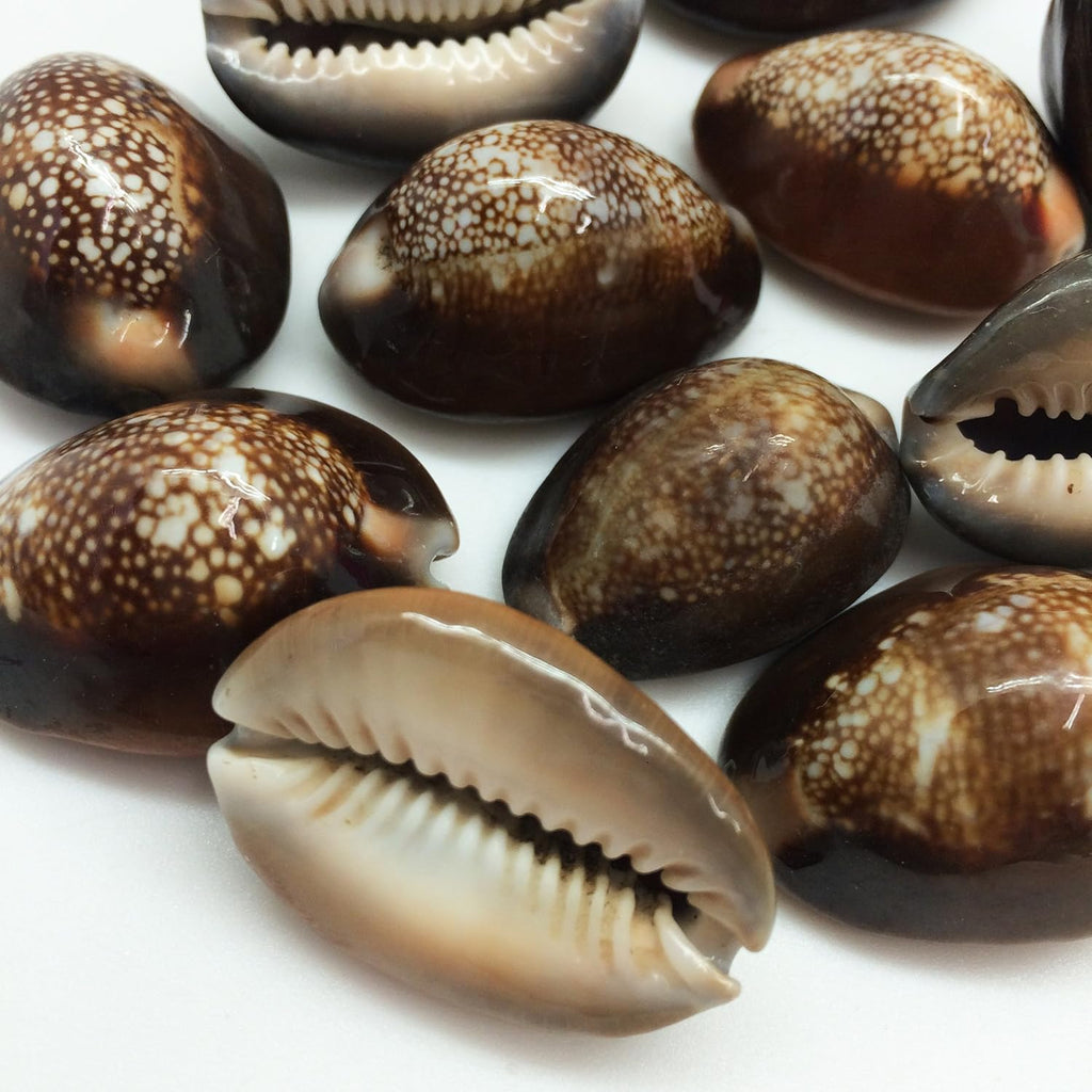 PEPPERLONELY 12PC Serpent's Head Cowrie Sea Shells, Cyprae Caputserpentis Shells, 3/4 Inch ~ 1-1/4 Inch