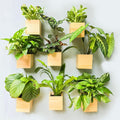 LaLaGreen Wooden Planter Box for Plants (4x4 Inch, 8 Pack) Small Square Wall Planters for Indoor Plant, Natural Wood Hanging Flower Pot Boxes Table Centerpiece Herb Balcony Home Garden Office Decor