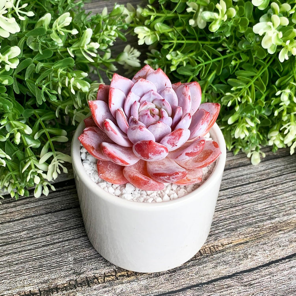 Generic Echeveria Pink Peony Rare Live Succulent Plants, 1 Head 3"" Red, Bare Root Without Pot & Soil, 1/3/7 Pcs, Garden Indoor Office Desk Baby Shower Decoration, Friend Plant Lovers Gifts
