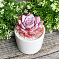 Generic Echeveria Pink Peony Rare Live Succulent Plants, 1 Head 3"" Red, Bare Root Without Pot & Soil, 1/3/7 Pcs, Garden Indoor Office Desk Baby Shower Decoration, Friend Plant Lovers Gifts