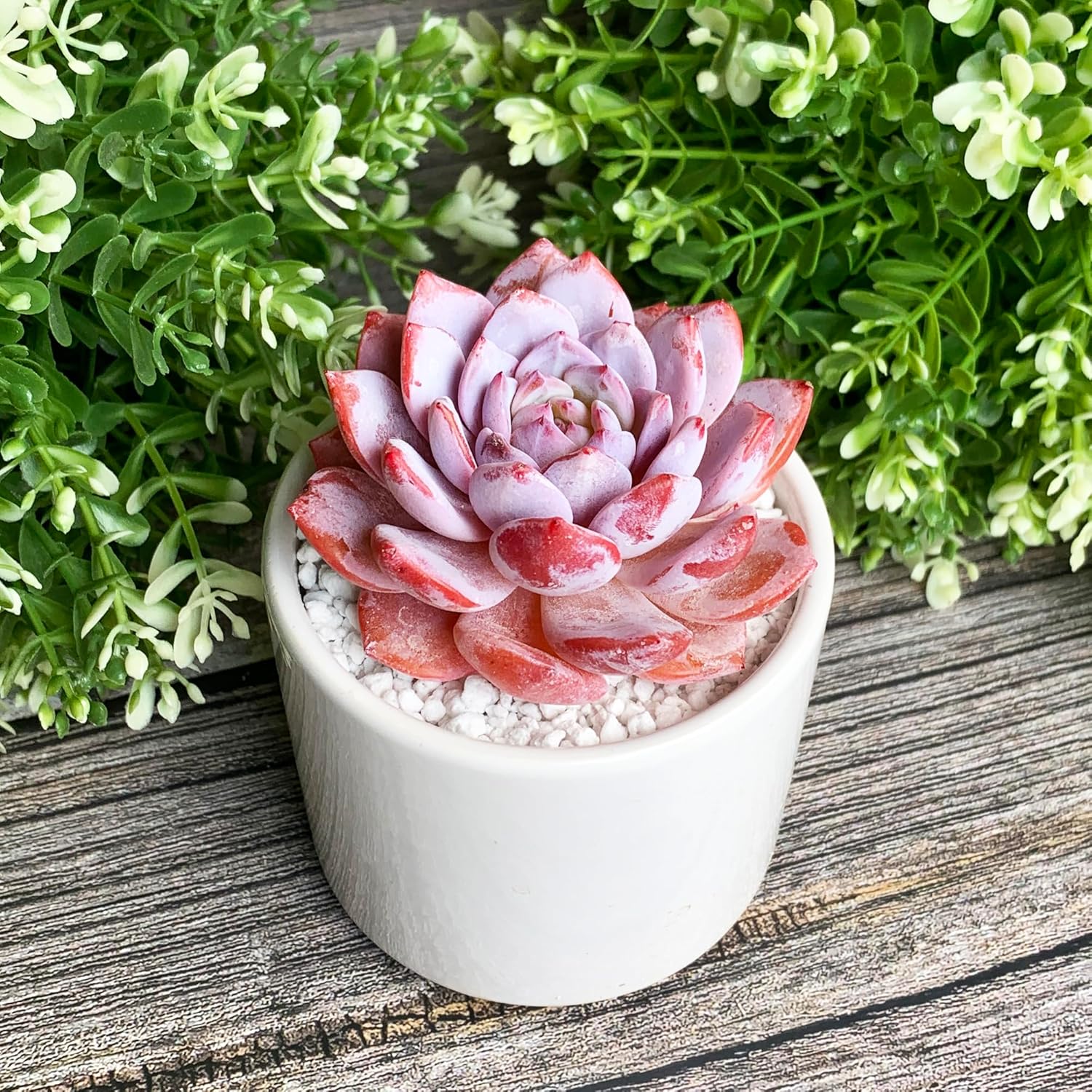 Generic Echeveria Pink Peony Rare Live Succulent Plants, 1 Head 3"" Red, Bare Root Without Pot & Soil, 1/3/7 Pcs, Garden Indoor Office Desk Baby Shower Decoration, Friend Plant Lovers Gifts