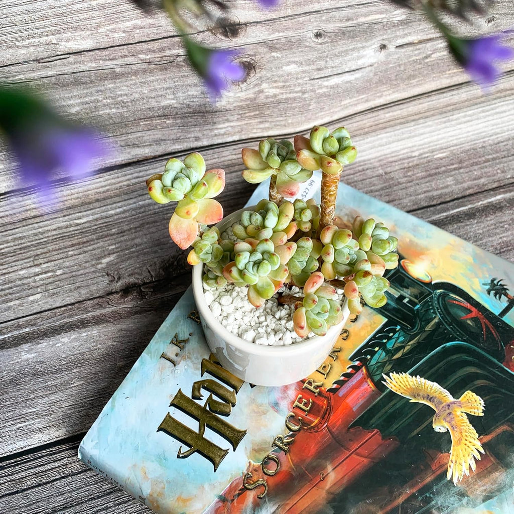 Sedum Clavatum Rare Live Succulent Plants, Cluster 3" Orange Green, Bare Root Without Pot & Soil, Garden Indoor Office Desk Baby Shower Decoration, Friend Plant Lovers Gifts
